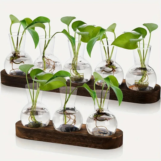 Serene Glass Plant Propagation Terrarium