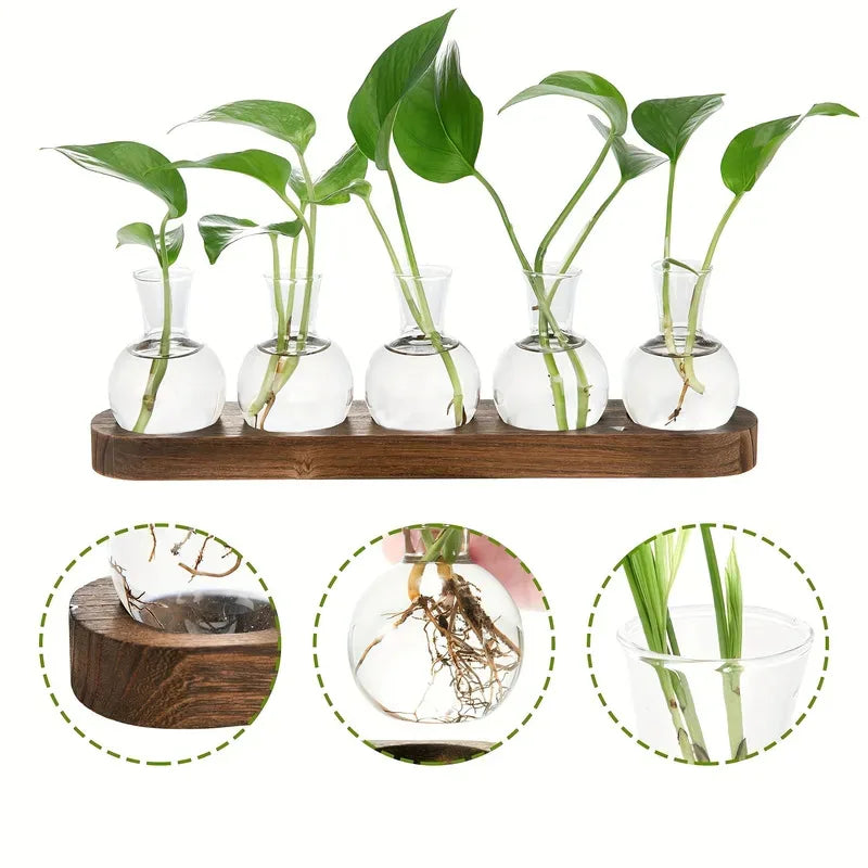 Serene Glass Plant Propagation Terrarium