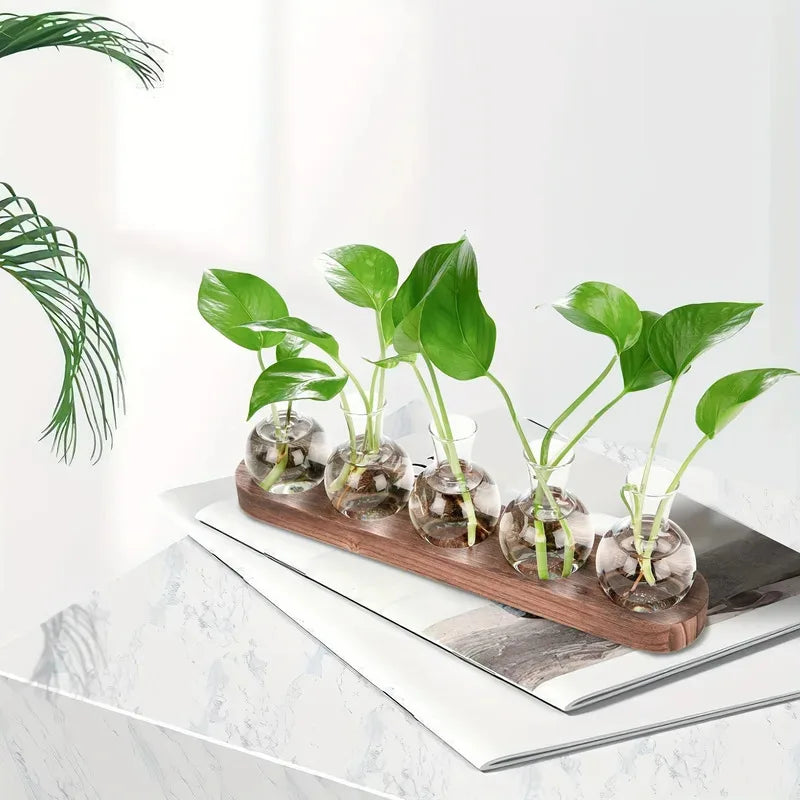 Serene Glass Plant Propagation Terrarium