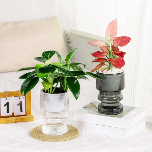 Self-Watering Serenity Planter