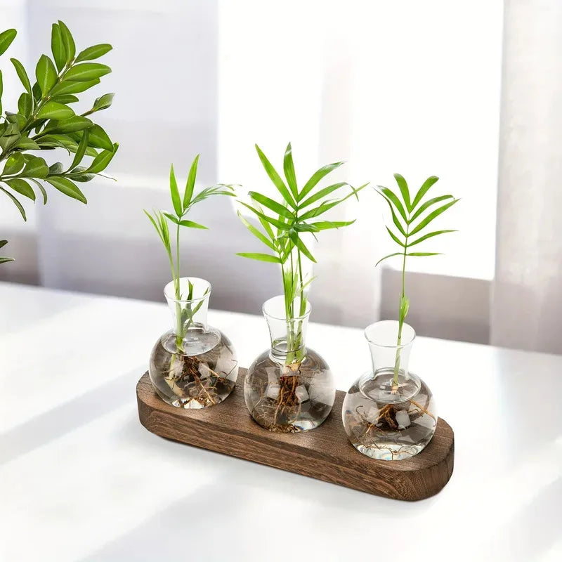 Serene Glass Plant Propagation Terrarium